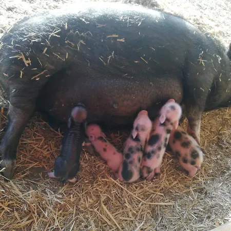 Zoopark Zelcin Farmház *