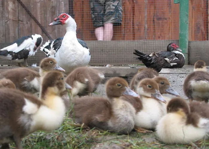 Bauernhof Zoopark Zelcin Mělník